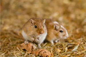 Gerbilsin Hay Environment.jpg Wallpaper