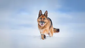 German Shepherd Aesthetic Shot Wallpaper