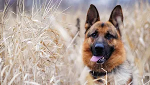 German Shepherd Animal Wallpaper
