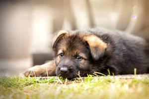 German Shepherd Cute Puppy Wallpaper