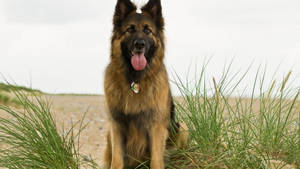 German Shepherd Dog In Beach Wallpaper