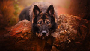 German Shepherd Dog Wallpaper