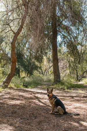 German Shepherd Dog Near Trees Wallpaper