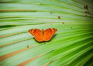 Get A Close Look At Nature's Splendid Creatures At Butterfly Zoo Wallpaper
