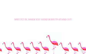 Get Bright And Stylish With This Flamingo Laptop Wallpaper