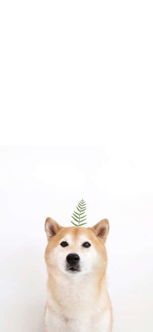 Get Close To Nature With This Adorable Cute Animal Iphone Wallpaper Wallpaper