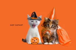 Get Creative This Halloween With Costumes For Your Furry Friend Wallpaper