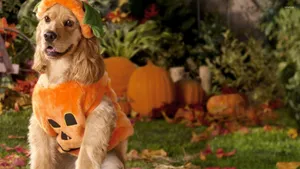 Get Creative This Halloween With Your Pet And Dress Them Up In Unique Costumes! Wallpaper