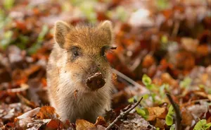 Get Hog Wild For Your Next Outdoor Adventure Wallpaper