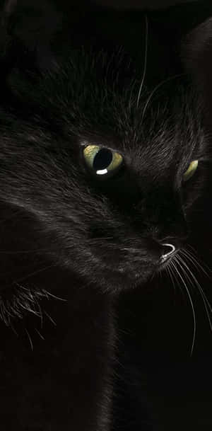 Get In The Halloween Spirit With This Spooky Black Cat Wallpaper