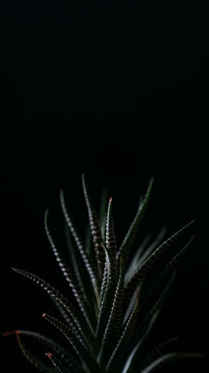 Get Inspired With These Succulent Iphone Wallpapers Wallpaper