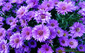 Get Inspired With This Trendy Purple Flower Laptop Wallpaper