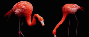 Get Into The Groove With Flamingo Laptop! Wallpaper