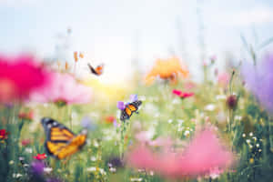 Get Lost In Nature's Beauty In This Butterfly Garden Wallpaper