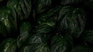 Get Lost In The Scenery Of Tropical Leaves On Your Desktop Wallpaper