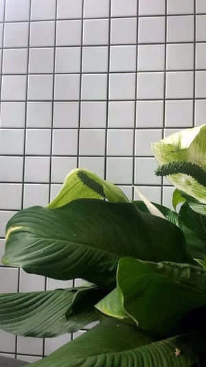 Get Modern And Minimal With Our Grid Aesthetic Iphone Wallpaper Wallpaper