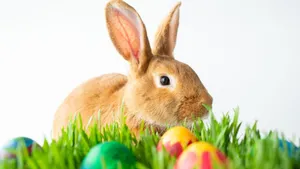 Get Ready For Easter Egg Hunt With The Easter Bunny! Wallpaper