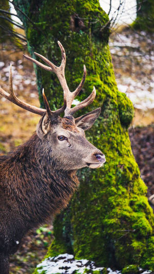 Get Ready For Fall With The Deer Iphone Wallpaper