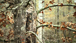 Get Ready For Your Next Hunting Trip With The Newest In Camouflage Fashion. Wallpaper