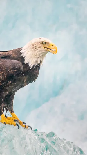 Get Ready To Be Envied With The Silver Eagle Iphone Wallpaper