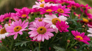 Get Ready To Work With Daisy Laptop Wallpaper