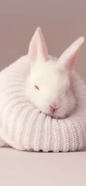 Get The Cutest Bunny Ever Into Your Pocket With The New Iphone Wallpaper