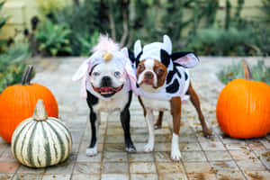 Get The Whole Family Into The Spooky Spirit With Matching Pet Costumes! Wallpaper