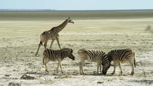 Get Up Close And Personal With African Wildlife Wallpaper