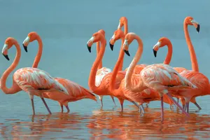 Get Work Done From Anywhere With The Flamingo Laptop Wallpaper