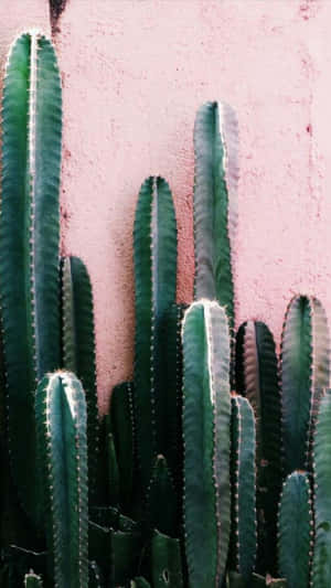 Get Your Hands On The Vibrant Cactus Iphone Today! Wallpaper