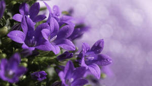 Get Your Work Done Faster With A Stylish And Powerful Purple Flower Laptop. Wallpaper