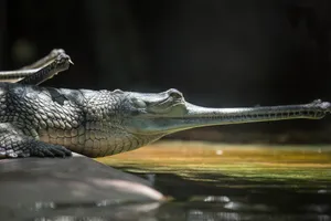 Gharial Baskingin Sunlight Wallpaper