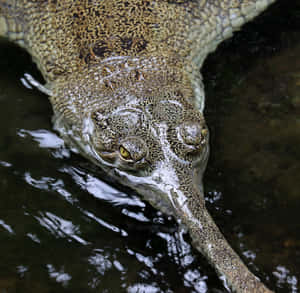 Gharial Close Up In Water.jpg Wallpaper