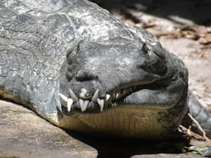 Gharial Close Up Portrait Wallpaper