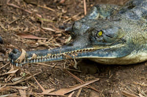 Gharial Close Up Portrait Wallpaper