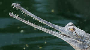 Gharial Close Up Profile Wallpaper