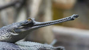 Gharial Close Up Profile Wallpaper