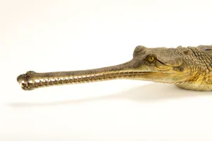 Gharial Close Up Profile Wallpaper