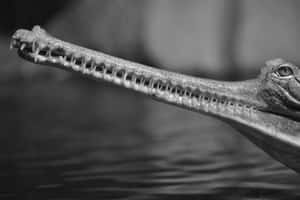 Gharial Close Up Profile Wallpaper