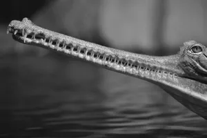 Gharial Close Up Profile Wallpaper