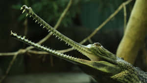 Gharial Close Up Profile Wallpaper