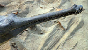 Gharial Close Up Sandbank Wallpaper