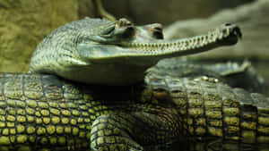 Gharial Close Up Wallpaper