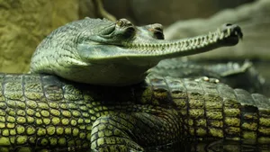 Gharial Close Up Wallpaper