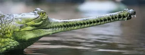 Gharial Close Up Water Wallpaper