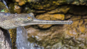 Gharial Close Upby Waterfall Wallpaper