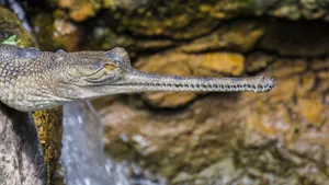 Gharial Close Upby Waterfall Wallpaper