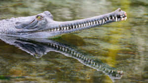 Gharial Crocodile Reflection Water Wallpaper