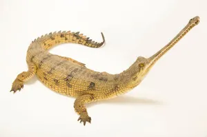 Gharial Crocodile White Background Wallpaper