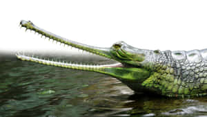 Gharial Crocodilein Water Wallpaper